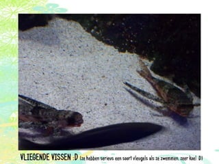 Vakantie italië '11