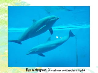 Vakantie italië '11