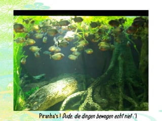 Vakantie italië '11