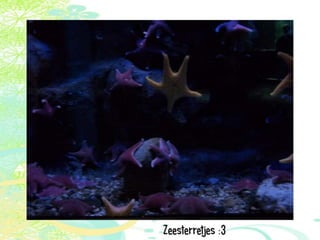 Vakantie italië '11