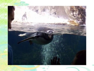 Vakantie italië '11