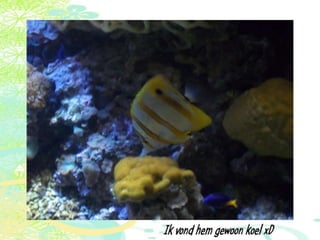 Vakantie italië '11