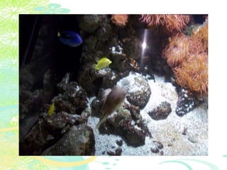 Vakantie italië '11