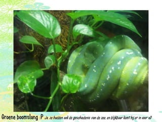 Vakantie italië '11