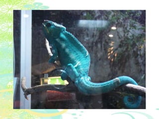 Vakantie italië '11