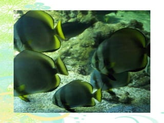 Vakantie italië '11