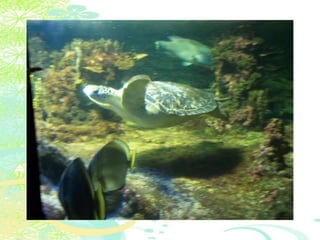 Vakantie italië '11