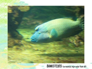 Vakantie italië '11