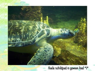 Vakantie italië '11