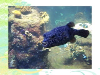 Vakantie italië '11