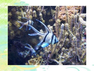 Vakantie italië '11