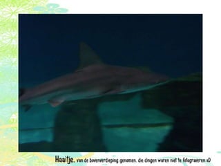 Vakantie italië '11