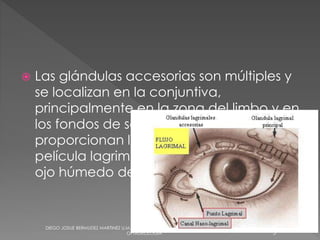  Las glándulas accesorias son múltiples y 
se localizan en la conjuntiva, 
principalmente en la zona del limbo y en 
los fondos de saco conjuntivales; 
proporcionan la mayor parte de la 
película lagrimal basal, que mantiene al 
ojo húmedo de manera constante. 
DIEGO JOSUE BERMUDEZ MARTINEZ U.M.S.H seccion 12 
OFTALMOLOGIA 5 
 