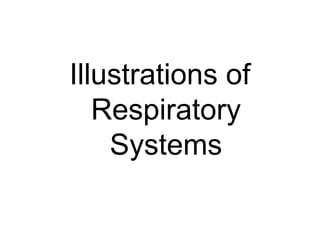 Illustrations of
   Respiratory
    Systems
 