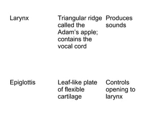 Larynx       Triangular ridge Produces
             called the       sounds
             Adam’s apple;
             contains the
             vocal cord




Epiglottis   Leaf-like plate   Controls
             of flexible       opening to
             cartilage         larynx
 