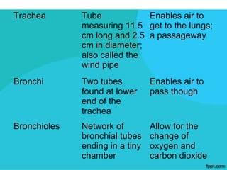 Trachea       Tube            Enables air to
              measuring 11.5 get to the lungs;
              cm long and 2.5 a passageway
              cm in diameter;
              also called the
              wind pipe
Bronchi       Two tubes          Enables air to
              found at lower     pass though
              end of the
              trachea
Bronchioles   Network of         Allow for the
              bronchial tubes    change of
              ending in a tiny   oxygen and
              chamber            carbon dioxide
 