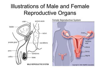 Illustrations of Male and Female
       Reproductive Organs
 