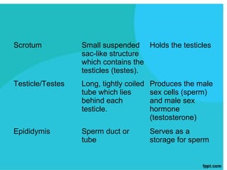Scrotum           Small suspended Holds the testicles
                  sac-like structure
                  which contains the
                  testicles (testes).
Testicle/Testes   Long, tightly coiled   Produces the male
                  tube which lies        sex cells (sperm)
                  behind each            and male sex
                  testicle.              hormone
                                         (testosterone)
Epididymis        Sperm duct or          Serves as a
                  tube                   storage for sperm
 