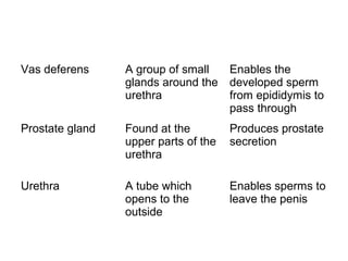 Vas deferens     A group of small     Enables the
                 glands around the    developed sperm
                 urethra              from epididymis to
                                      pass through
Prostate gland   Found at the         Produces prostate
                 upper parts of the   secretion
                 urethra

Urethra          A tube which         Enables sperms to
                 opens to the         leave the penis
                 outside
 