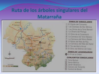Ruta de los árboles singulares del Matarraña 