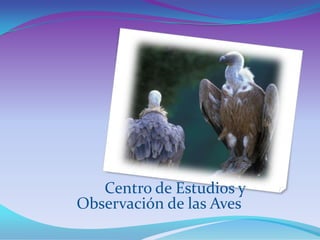    Centro de Estudios y Observación de las Aves