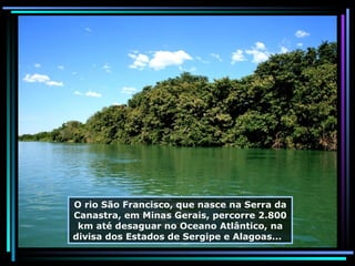 O rio São Francisco, que nasce na Serra da Canastra, em Minas Gerais, percorre 2.800 km até desaguar no Oceano Atlântico, na divisa dos Estados de Sergipe e Alagoas...  