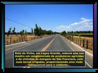 Rota do Vinho, em Lagoa Grande, rodovia que nos mostra um conglomerado de produtores agrícolas e de vinícolas às margens do São Francisco, com suas terras irrigadas, proporcionando uma visão inesquecível para o visitante... 