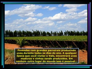 Fazendas com grandes parreirais produzindo   uvas durante todos os dias do ano. A qualquer época que você visitar o Vale, encontrará uvas maduras e vinhos sendo produzidos. Em nenhum outro lugar do mundo isso é possível... 
