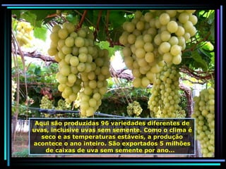 Aqui são produzidas 96 variedades diferentes de uvas, inclusive uvas sem semente. Como o clima é seco e as temperaturas estáveis, a produção acontece o ano inteiro. São exportados 5 milhões de caixas de uva sem semente por ano...  