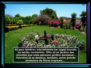Só para lembrar: nós estamos em Lagoa Grande, no sertão nordestino. Olha só os jardins das vinícolas que mais parecem jardins europeus... Petrolina já se destaca, também, como grande produtora de flores tropicais...  