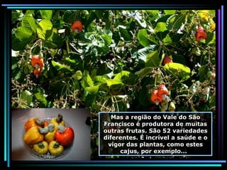 Mas a região do Vale do São Francisco é produtora de muitas outras frutas. São 52 variedades diferentes. É incrível a saúde e o vigor das plantas, como estes cajus, por exemplo...  