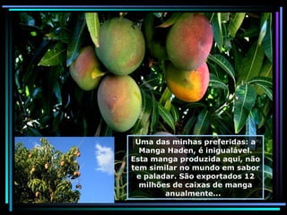 Uma das minhas preferidas: a Manga Haden, é inigualável. Esta manga produzida aqui, não tem similar no mundo em sabor e paladar. São exportados 12 milhões de caixas de manga anualmente...  