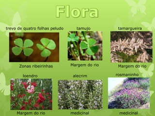 trevo de quatro folhas peludo tamujo tamargueira
loendro alecrim
medicinal
rosmaninho
medicinal
Zonas ribeirinhas Margem do rio Margem do rio
Margem do rio
 