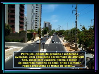 Petrolina, cidade de grandes e modernas
avenidas, com população aproximada de 300.000
hab. Junto com Juazeiro, forma o maior
aglomerado humano do semi-árido e a maior
região produtora de frutas do Brasil...

 