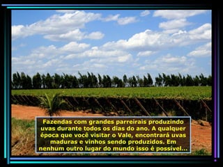 Fazendas com grandes parreirais produzindo
uvas durante todos os dias do ano. A qualquer
época que você visitar o Vale, encontrará uvas
maduras e vinhos sendo produzidos. Em
nenhum outro lugar do mundo isso é possível...

 