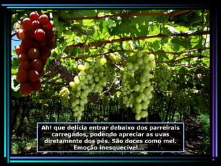Ah! que delícia entrar debaixo dos parreirais
carregados, podendo apreciar as uvas
diretamente dos pés. São doces como mel.
Emoção inesquecível...

 