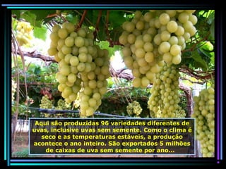 Aqui são produzidas 96 variedades diferentes de
uvas, inclusive uvas sem semente. Como o clima é
seco e as temperaturas estáveis, a produção
acontece o ano inteiro. São exportados 5 milhões
de caixas de uva sem semente por ano...

 