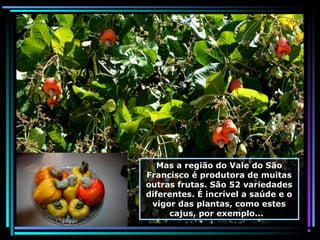 Mas a região do Vale do São
Francisco é produtora de muitas
outras frutas. São 52 variedades
diferentes. É incrível a saúde e o
vigor das plantas, como estes
cajus, por exemplo...

 