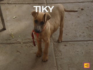 TIKY 
