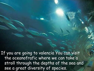 If you are going to valencia You can visit the oceanofrafic where we can take a stroll through the depths of the sea and see a great diversity of species. 