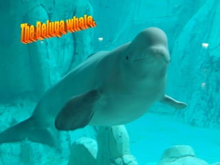 The Beluga whale. 