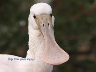 Hope to see you in Valencia. 