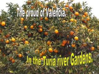 In the Turia river Gardens. The proud of Valencia. 