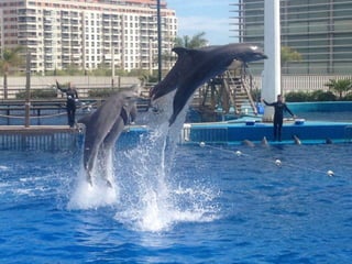 Valencia day 3   aquarium