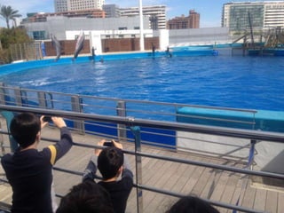 Valencia day 3   aquarium