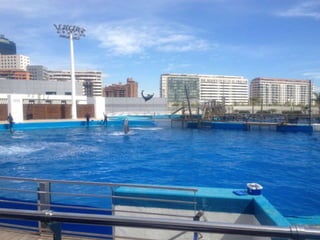 Valencia day 3   aquarium