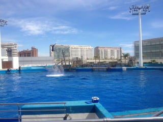 Valencia day 3   aquarium