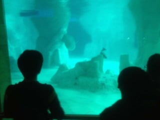 Valencia day 3   aquarium