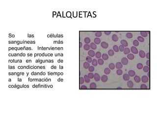 PALQUETAS
So las células
sanguíneas más
pequeñas. Intervienen
cuando se produce una
rotura en algunas de
las condiciones de la
sangre y dando tiempo
a la formación de
coágulos definitivo
 