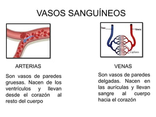 VASOS SANGUÍNEOS
ARTERIAS VENAS
Son vasos de paredes
gruesas. Nacen de los
ventrículos y llevan
desde el corazón al
resto del cuerpo
Son vasos de paredes
delgadas. Nacen en
las aurículas y llevan
sangre al cuerpo
hacia el corazón
 